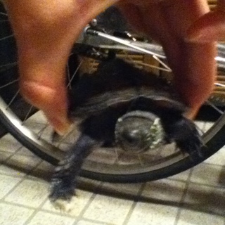 生後24ヶ月のゼニガメを育てて見ませんか