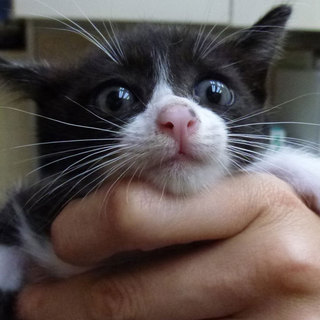 里親様を探しています