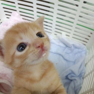 茶トラ1か月里親さん募集です