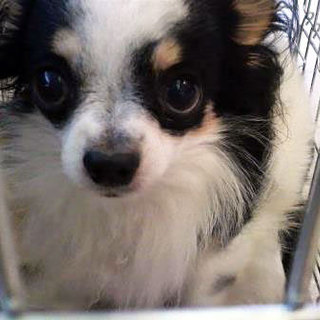 チワワ・オス・推定６～８歳