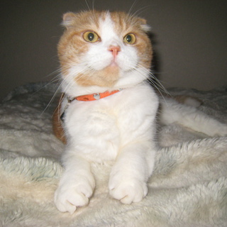 どうかこの子に愛の手を　m(__)m