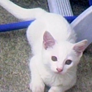 シロ猫で、元気いっぱいです。里親様、募集中です。