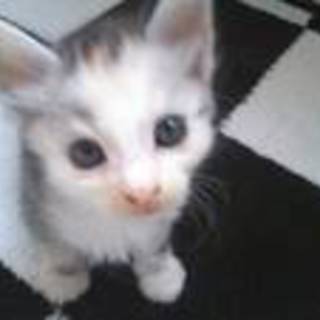 【6匹兄弟】毛足のふわふわなメス猫ちゃん。（♀）