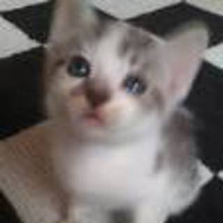 【6匹兄弟】すぐ寄ってくる甘えん坊のオス猫ちゃん。（♂）