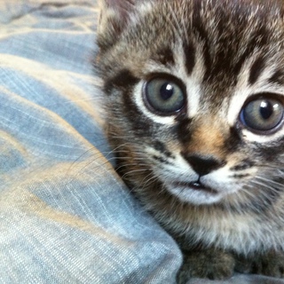 子猫の里親募集（函館）