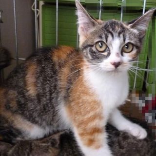 子猫の里親を探しています