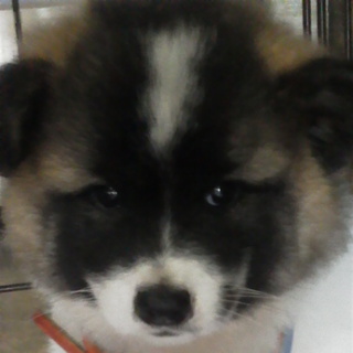 再募集＆緊急　この子の里親になってください