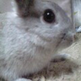 うさぎの里親になって頂ける方を探しています。