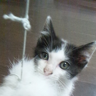 可愛い白黒ちゃんです♪