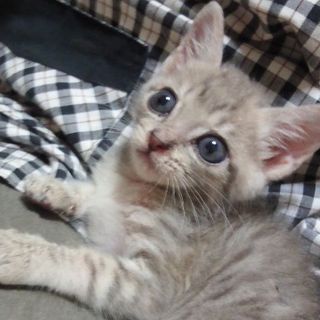 子猫（オス）の里親さん募集