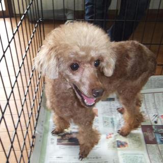 家族になってください