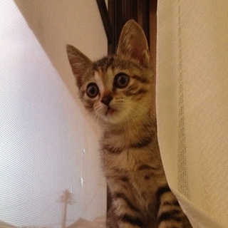 人懐っこく甘えん坊です