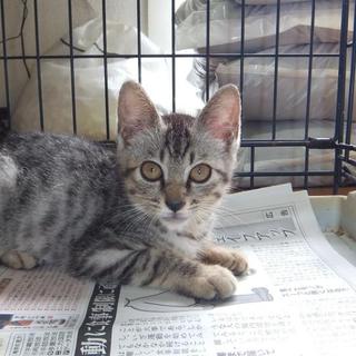 家族にしてください。