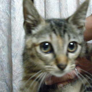 一生幸せにくらしてほしい！