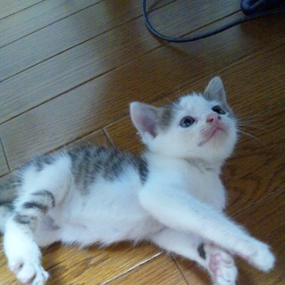 甘えん坊の子です