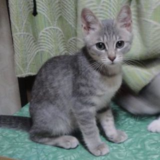 家の近くで生まれた猫達です。