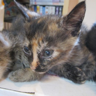 素敵なご家族に迎えられました。ありがとうございました。