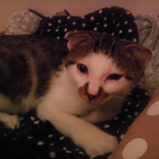 大阪近郊　里親募集