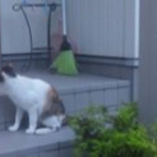 緊急！　里親募集