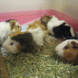 里親さん決定しました！