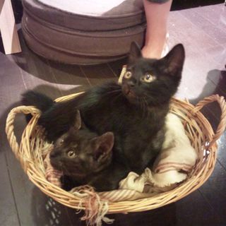 元気な子猫(二匹)もらって下さい！！