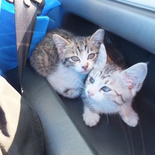 可愛い子猫の里親募集しています