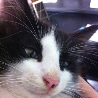 生後一ヶ月半のオスです