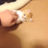 茶トラ猫　子猫　生後1ヶ月半 サムネイル2