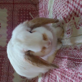 ホーランドロップ　うさぎ