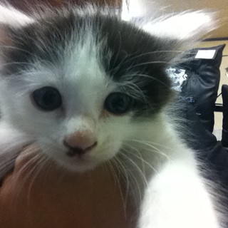 里親さんが決まりました♪