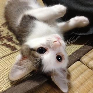 この子をかってみませんか？