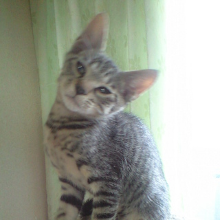 トラ柄　小柄なこねこ