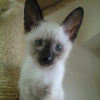 シャム柄　甘えん坊