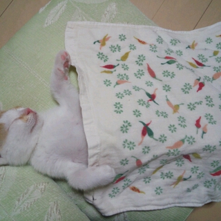 子猫ちゃん2匹の里親募集！