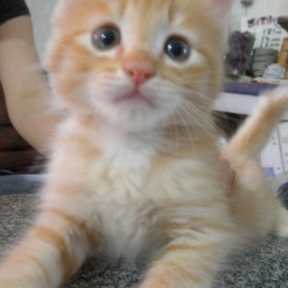 里親決定しました。