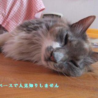 被災大人猫募集！至急（代理人投稿）