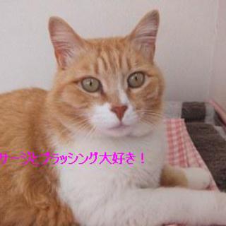 被災大人猫募集２至急！（代理投稿）