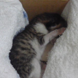 生後間もない仔猫の里親募集しています