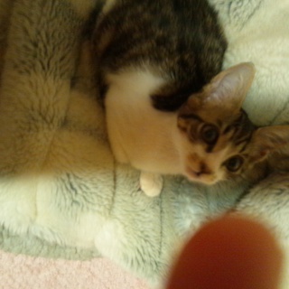 助けて下さい！