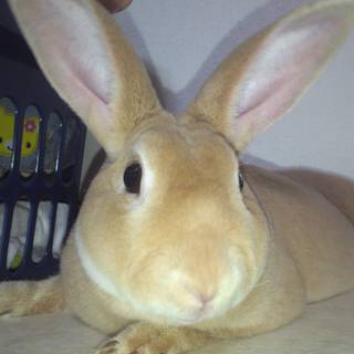 かわいがってくれるかた！