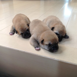 産まれたてです