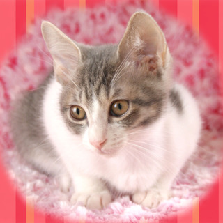 草食系のおっとり君