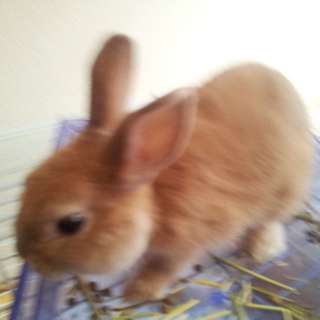 生後5か月後 ネザーランドドワーフ オス