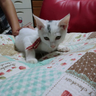 無事に里親様が決定しました。有難うございました。