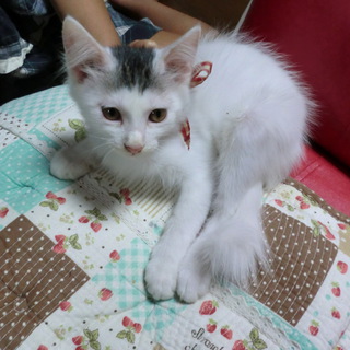 無事に里親様が決定しました。有難うございました。