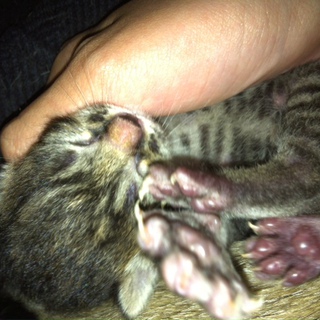 黒・キジ　７月２１日生まれです！