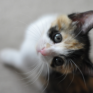 ありがとうございました！