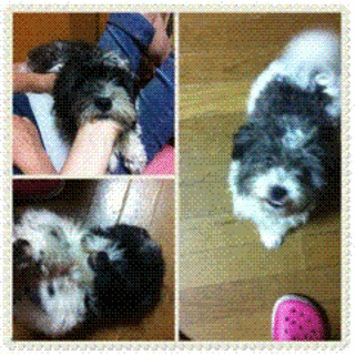 シーズーとトイプーのＭＩＸ犬同士の子犬3匹(メス2匹オス1匹)です☆