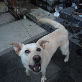 ラブMIX１歳くらい★元気で甘えん坊