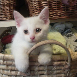 無邪気で元気いっぱいなシロネコちゃん